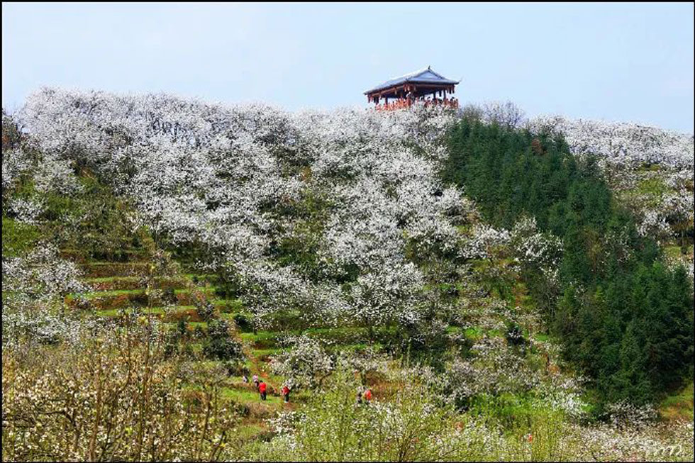 【春天，广西桂林灌阳县向您发出邀请！】我们在灌阳看梨花 - 游山玩水 - 崇左生活社区 - 崇左28生活网 chongzuo.28life.net