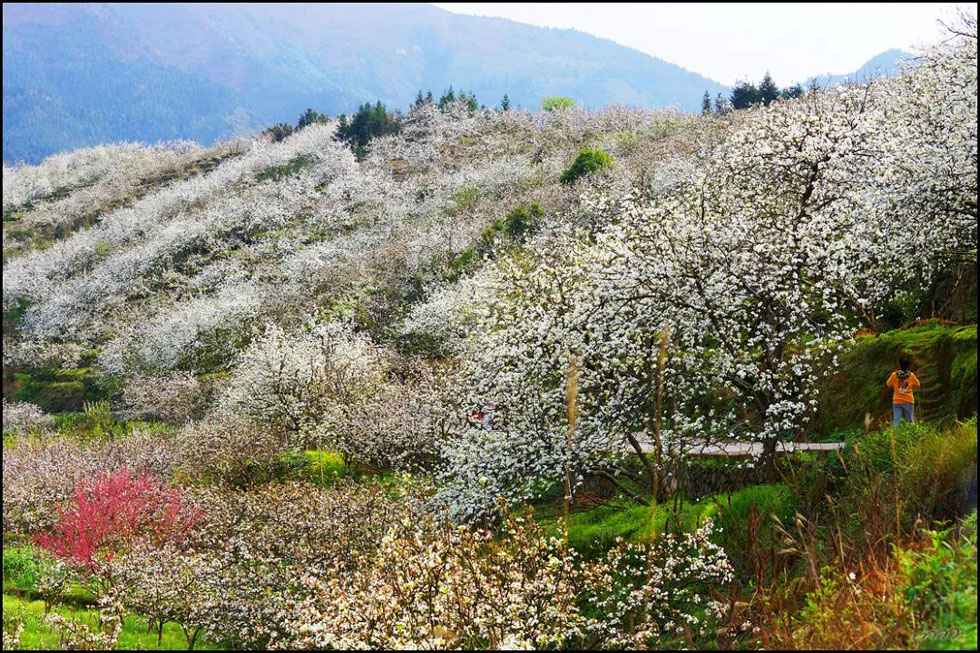 【春天，广西桂林灌阳县向您发出邀请！】我们在灌阳看梨花 - 游山玩水 - 崇左生活社区 - 崇左28生活网 chongzuo.28life.net