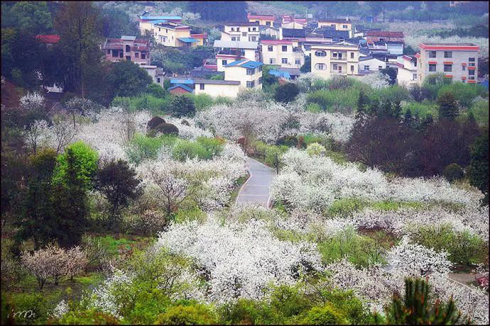 【春天，广西桂林灌阳县向您发出邀请！】我们在灌阳看梨花 - 游山玩水 - 崇左生活社区 - 崇左28生活网 chongzuo.28life.net