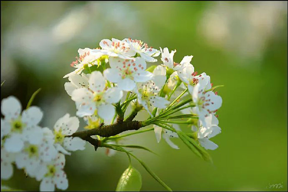 【春天，广西桂林灌阳县向您发出邀请！】我们在灌阳看梨花 - 游山玩水 - 崇左生活社区 - 崇左28生活网 chongzuo.28life.net