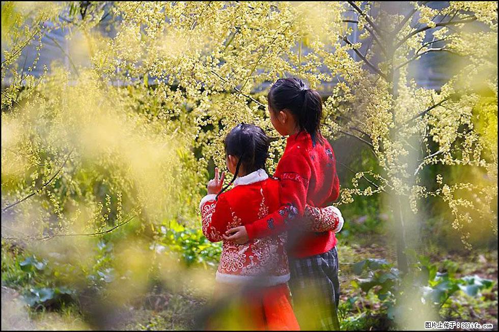 【春天，广西桂林灌阳县向您发出邀请！】米珠山前有片山苍子花在飘香 - 游山玩水 - 崇左生活社区 - 崇左28生活网 chongzuo.28life.net