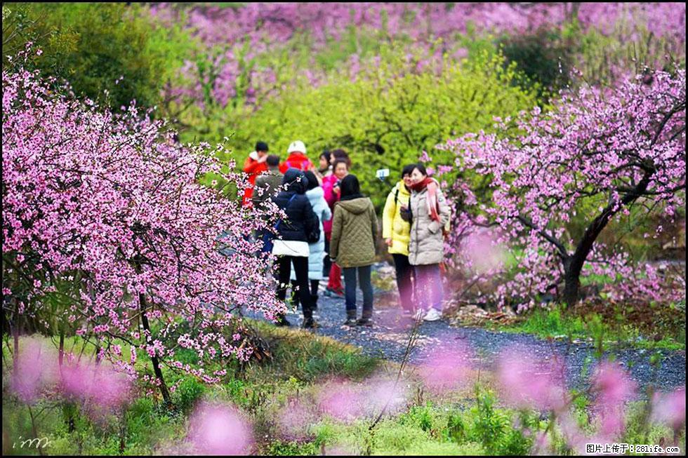 【春天，广西桂林灌阳县向您发出邀请！】官庄村有个醉美的桃花园 - 游山玩水 - 崇左生活社区 - 崇左28生活网 chongzuo.28life.net