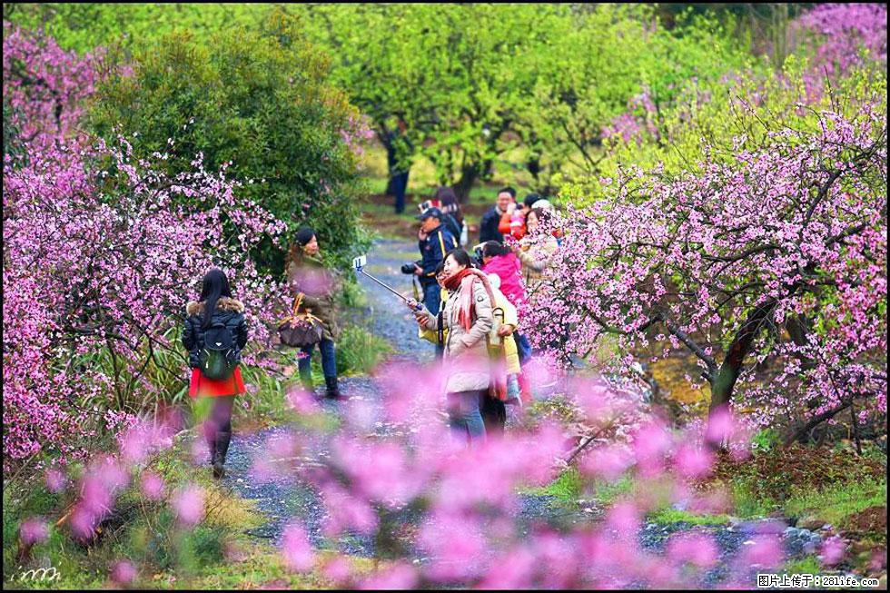 【春天，广西桂林灌阳县向您发出邀请！】官庄村有个醉美的桃花园 - 游山玩水 - 崇左生活社区 - 崇左28生活网 chongzuo.28life.net