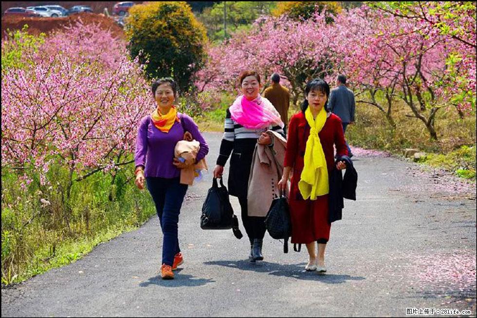 【春天，广西桂林灌阳县向您发出邀请！】官庄村有个醉美的桃花园 - 游山玩水 - 崇左生活社区 - 崇左28生活网 chongzuo.28life.net