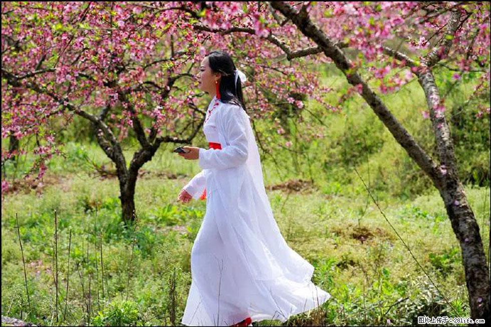 【春天，广西桂林灌阳县向您发出邀请！】官庄村有个醉美的桃花园 - 游山玩水 - 崇左生活社区 - 崇左28生活网 chongzuo.28life.net
