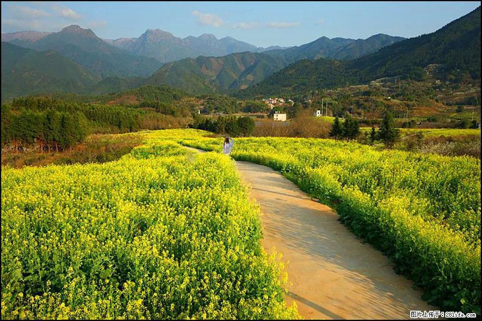 【春天，广西桂林灌阳县向您发出邀请！】长坪村油菜盛情花开 - 游山玩水 - 崇左生活社区 - 崇左28生活网 chongzuo.28life.net