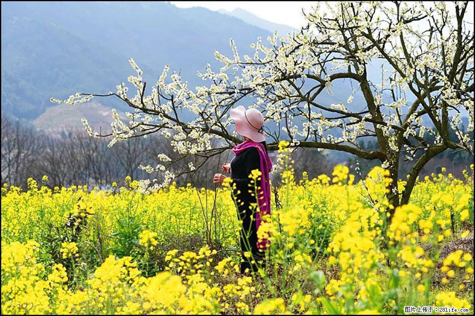 【春天，广西桂林灌阳县向您发出邀请！】长坪村油菜盛情花开 - 游山玩水 - 崇左生活社区 - 崇左28生活网 chongzuo.28life.net