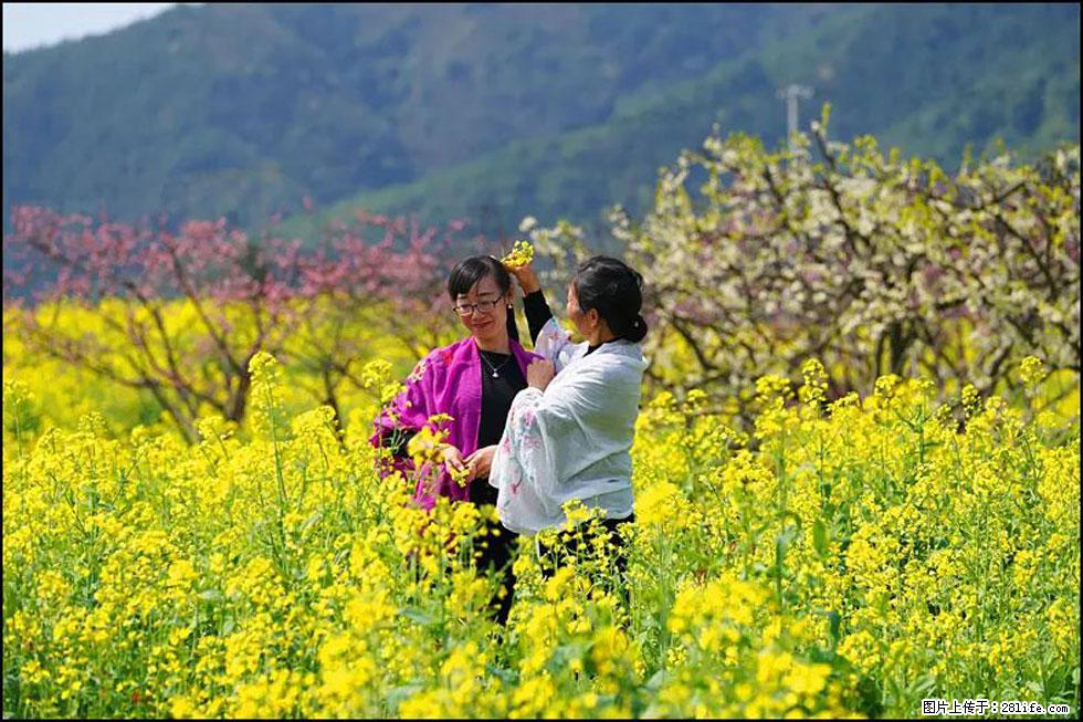 【春天，广西桂林灌阳县向您发出邀请！】长坪村油菜盛情花开 - 游山玩水 - 崇左生活社区 - 崇左28生活网 chongzuo.28life.net