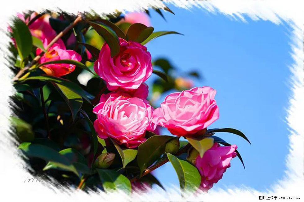 【春天，广西桂林灌阳县向您发出邀请！】杨柳井茶花惹人爱 - 游山玩水 - 崇左生活社区 - 崇左28生活网 chongzuo.28life.net