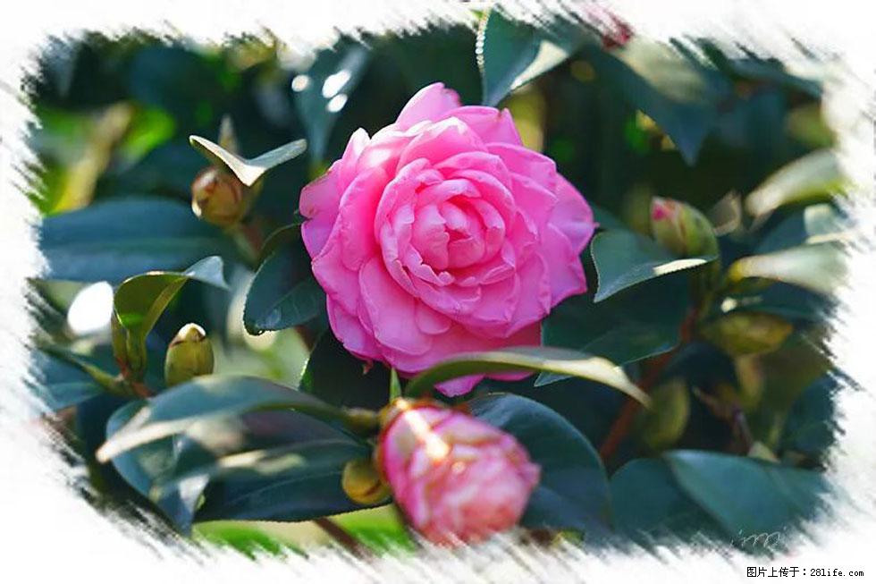 【春天，广西桂林灌阳县向您发出邀请！】杨柳井茶花惹人爱 - 游山玩水 - 崇左生活社区 - 崇左28生活网 chongzuo.28life.net