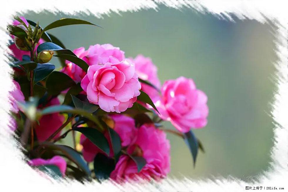 【春天，广西桂林灌阳县向您发出邀请！】杨柳井茶花惹人爱 - 游山玩水 - 崇左生活社区 - 崇左28生活网 chongzuo.28life.net