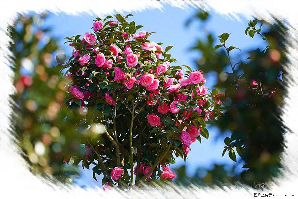 【春天，广西桂林灌阳县向您发出邀请！】杨柳井茶花惹人爱 - 游山玩水 - 崇左生活社区 - 崇左28生活网 chongzuo.28life.net
