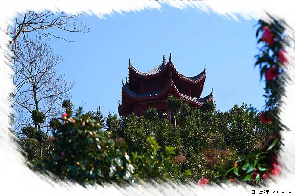 【春天，广西桂林灌阳县向您发出邀请！】杨柳井茶花惹人爱 - 游山玩水 - 崇左生活社区 - 崇左28生活网 chongzuo.28life.net
