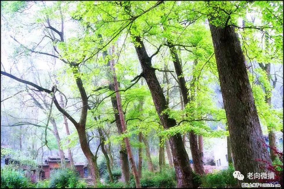【春天，广西桂林灌阳县向您发出邀请！】在小龙村与春天约会 - 游山玩水 - 崇左生活社区 - 崇左28生活网 chongzuo.28life.net