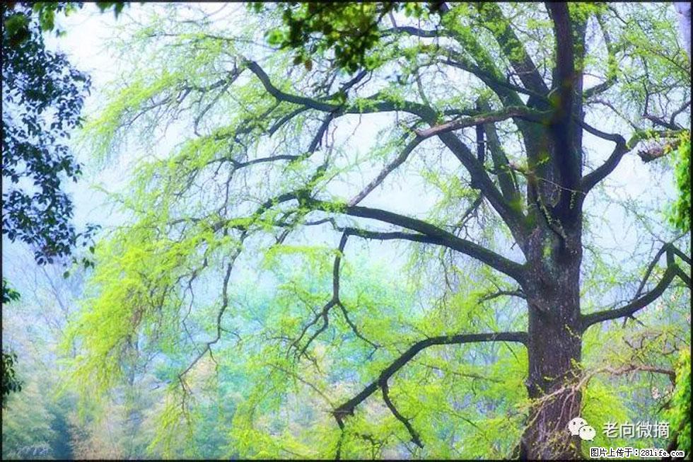 【春天，广西桂林灌阳县向您发出邀请！】在小龙村与春天约会 - 游山玩水 - 崇左生活社区 - 崇左28生活网 chongzuo.28life.net