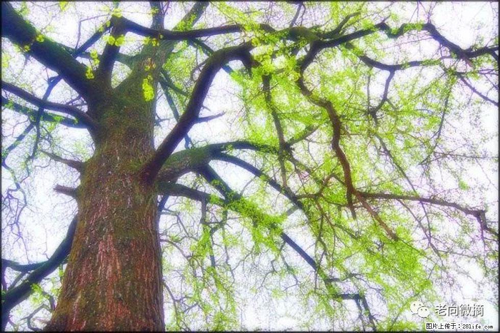【春天，广西桂林灌阳县向您发出邀请！】在小龙村与春天约会 - 游山玩水 - 崇左生活社区 - 崇左28生活网 chongzuo.28life.net