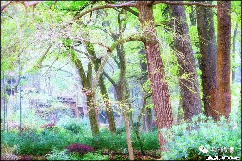 【春天，广西桂林灌阳县向您发出邀请！】在小龙村与春天约会 - 游山玩水 - 崇左生活社区 - 崇左28生活网 chongzuo.28life.net