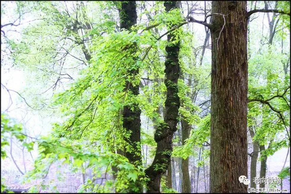 【春天，广西桂林灌阳县向您发出邀请！】在小龙村与春天约会 - 游山玩水 - 崇左生活社区 - 崇左28生活网 chongzuo.28life.net