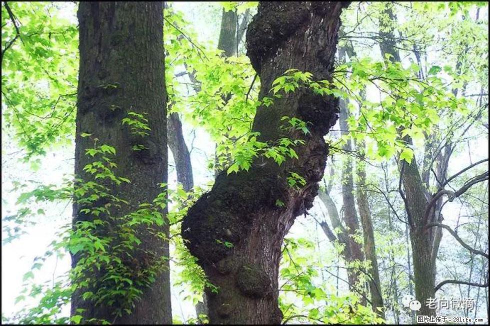 【春天，广西桂林灌阳县向您发出邀请！】在小龙村与春天约会 - 游山玩水 - 崇左生活社区 - 崇左28生活网 chongzuo.28life.net