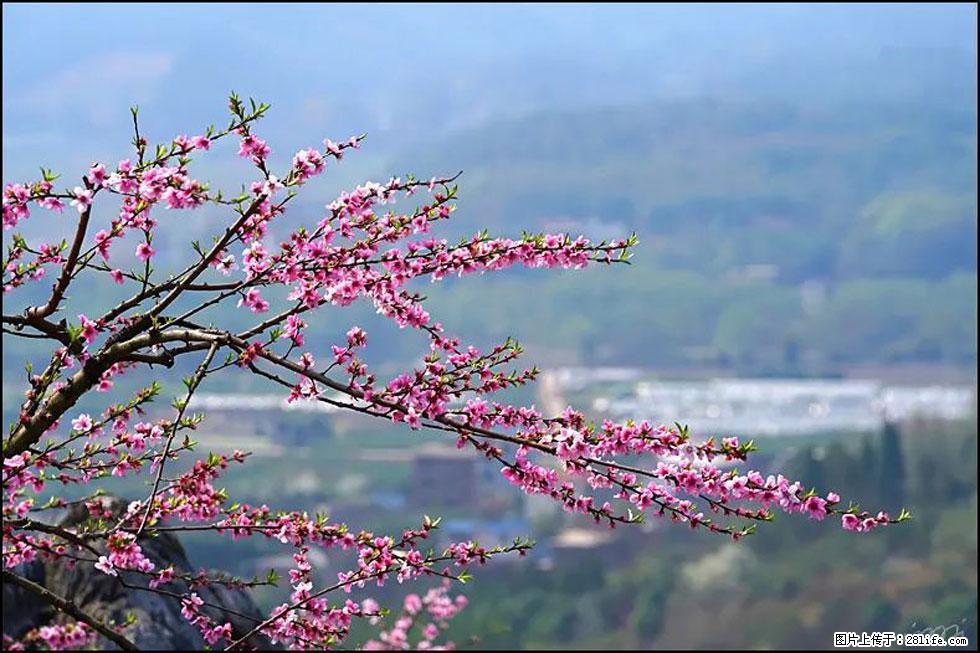 【春天，广西桂林灌阳县向您发出邀请！】望月岭上桃花开 - 游山玩水 - 崇左生活社区 - 崇左28生活网 chongzuo.28life.net