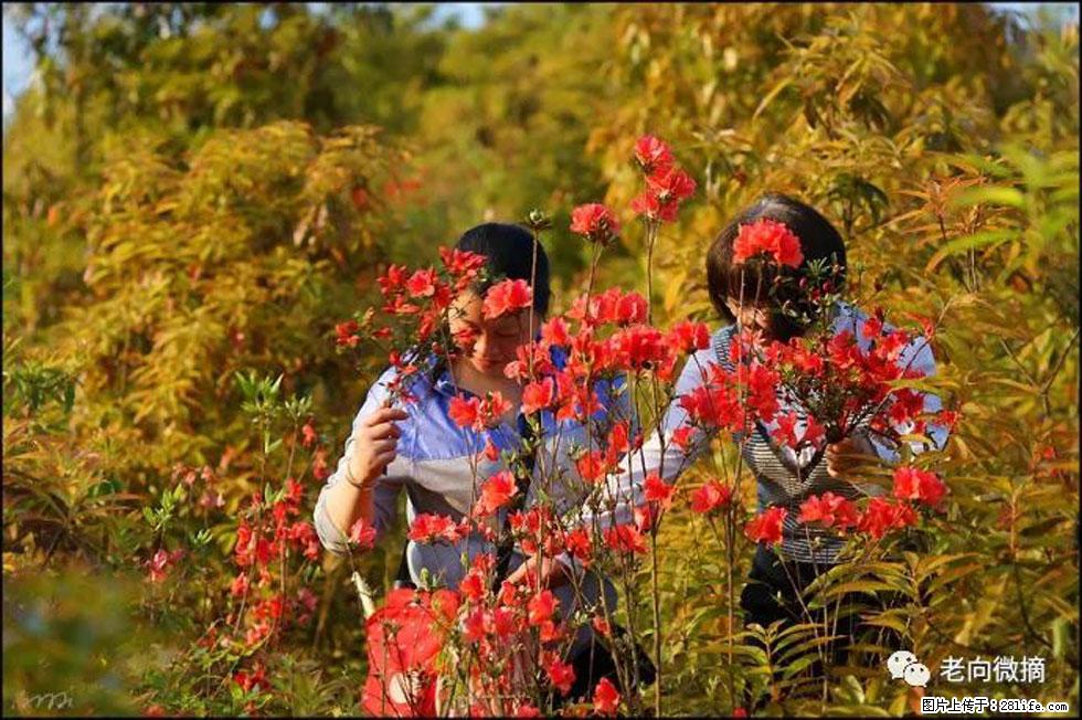 【春天，广西桂林灌阳县向您发出邀请！】登麒麟山，相约映山红 - 游山玩水 - 崇左生活社区 - 崇左28生活网 chongzuo.28life.net