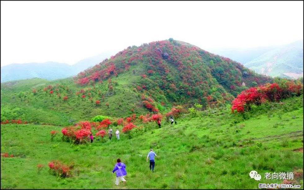 【春天，广西桂林灌阳县向您发出邀请！】宝盖山上映山红 - 游山玩水 - 崇左生活社区 - 崇左28生活网 chongzuo.28life.net