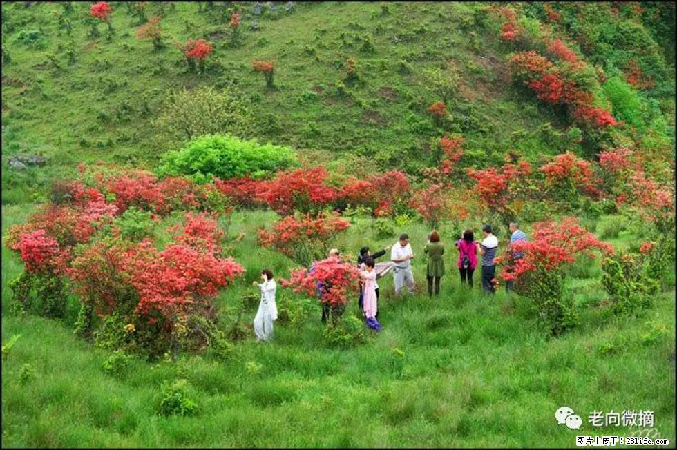 【春天，广西桂林灌阳县向您发出邀请！】宝盖山上映山红 - 游山玩水 - 崇左生活社区 - 崇左28生活网 chongzuo.28life.net