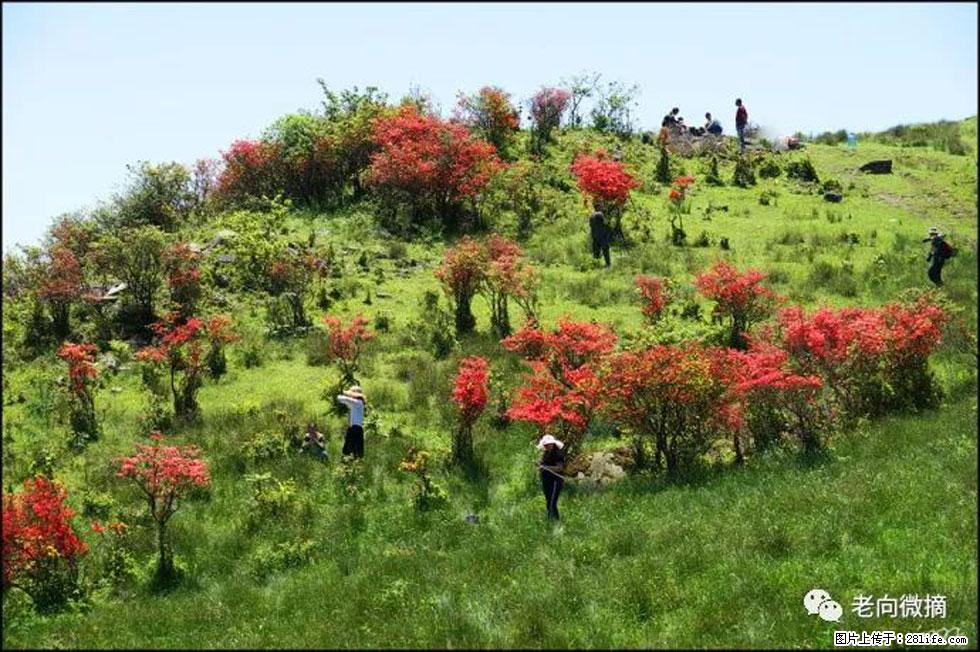 【春天，广西桂林灌阳县向您发出邀请！】宝盖山上映山红 - 游山玩水 - 崇左生活社区 - 崇左28生活网 chongzuo.28life.net