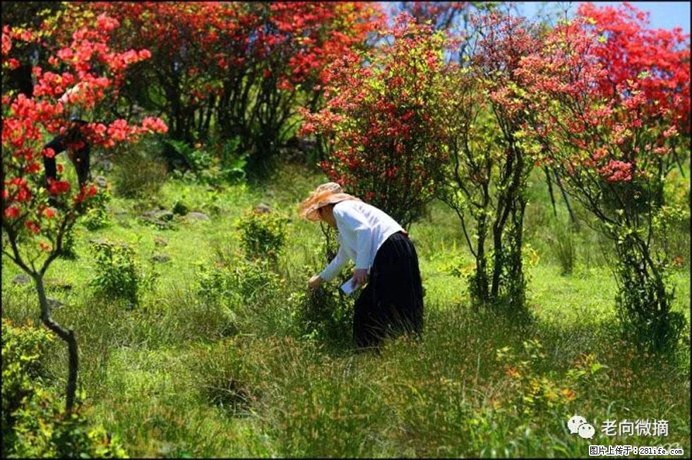 【春天，广西桂林灌阳县向您发出邀请！】宝盖山上映山红 - 游山玩水 - 崇左生活社区 - 崇左28生活网 chongzuo.28life.net