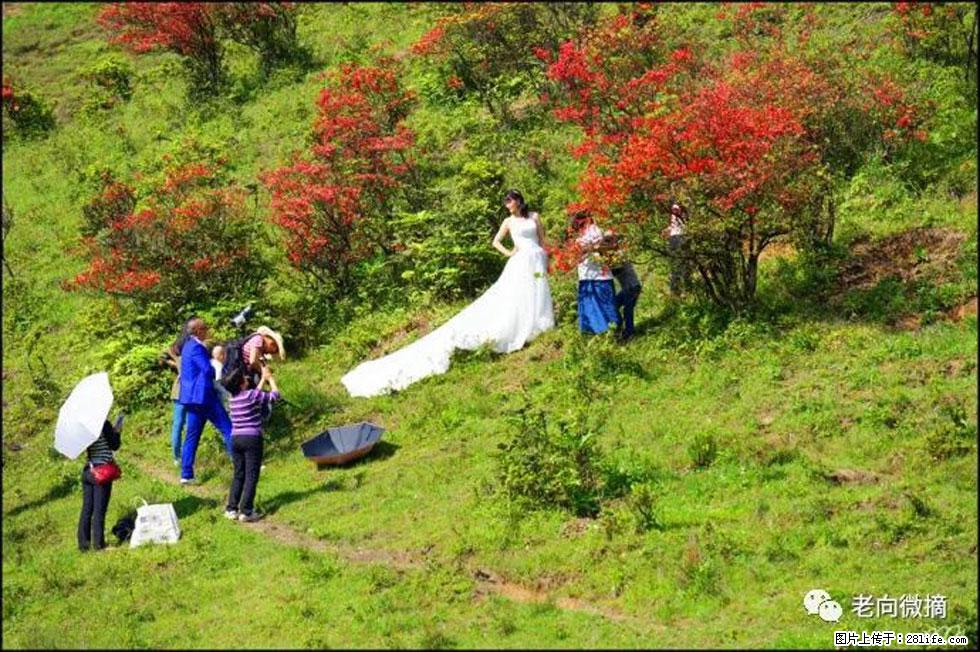 【春天，广西桂林灌阳县向您发出邀请！】宝盖山上映山红 - 游山玩水 - 崇左生活社区 - 崇左28生活网 chongzuo.28life.net