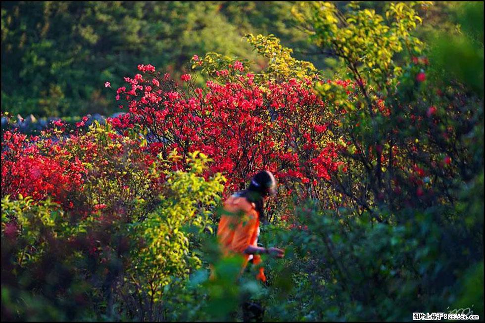 【春天，广西桂林灌阳县向您发出邀请！】春木界上映山红 - 游山玩水 - 崇左生活社区 - 崇左28生活网 chongzuo.28life.net