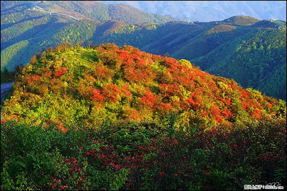 【春天，广西桂林灌阳县向您发出邀请！】春木界上映山红 - 游山玩水 - 崇左生活社区 - 崇左28生活网 chongzuo.28life.net