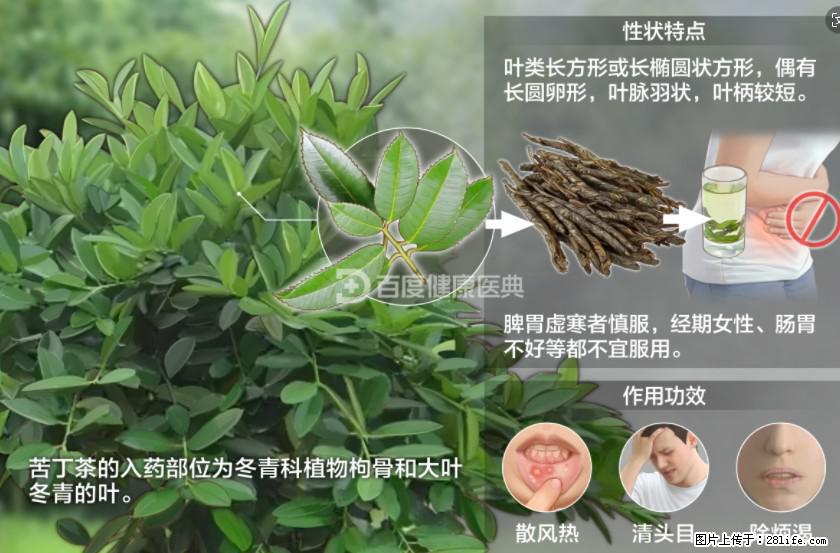 苦丁茶有哪些功效和作用 - 生活百科 - 崇左生活社区 - 崇左28生活网 chongzuo.28life.net