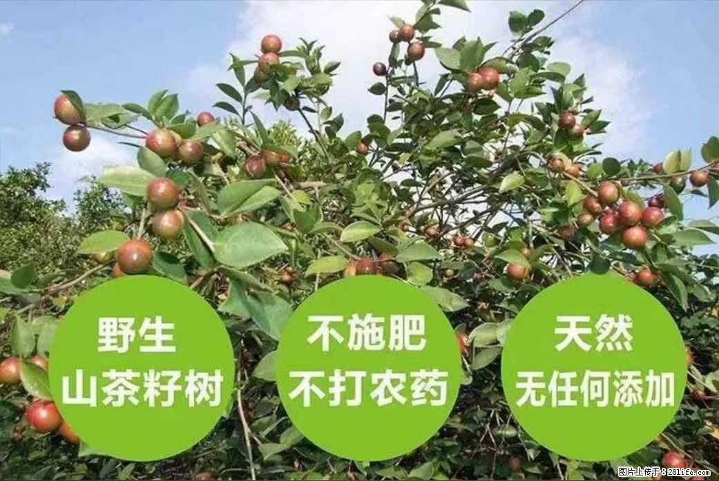 【灌阳县油茶产业示范区】一个有着充实的精神生活的人，对待身外之物自会有一种淡泊的态度 - 土特产 - 饮食特产 - 崇左分类信息 - 崇左28生活网 chongzuo.28life.net