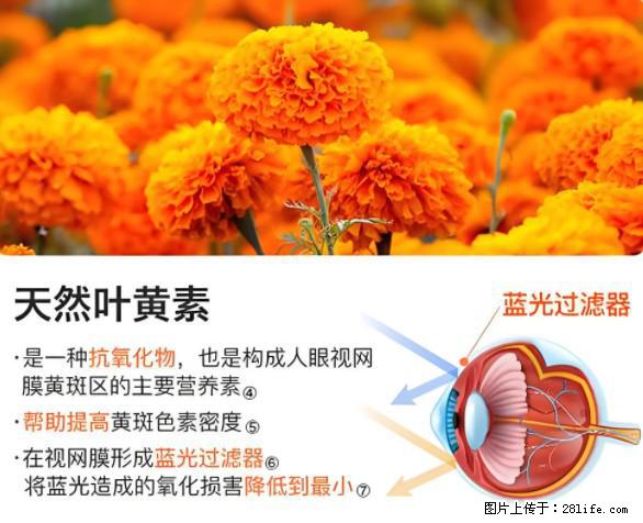 叶黄素有什么功效和作用 - 生活百科 - 崇左生活社区 - 崇左28生活网 chongzuo.28life.net