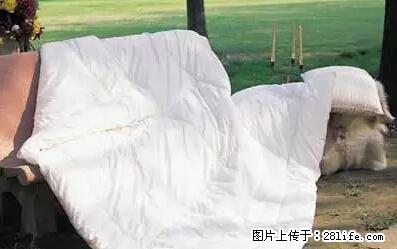 被子有异味？只要这样做，比晒太阳还强100倍！ - 家居生活 - 崇左生活社区 - 崇左28生活网 chongzuo.28life.net