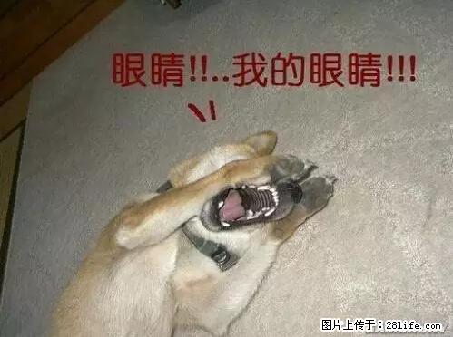 笑癫了！一女的怀孕三年未生，他终于忍不住了... - 娱乐八卦 - 崇左生活社区 - 崇左28生活网 chongzuo.28life.net