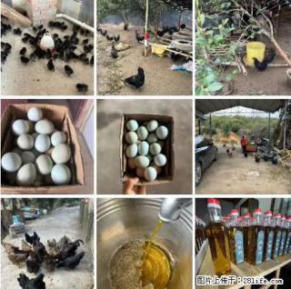 油茶园从小鸡仔开始养起的纯土鸡、土鸡蛋可以预定啦！还有前几天刚榨的纯山茶油哦 - 崇左28生活网 chongzuo.28life.net