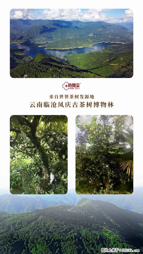 时间果百年古树2025年春红茶 - 购物交流 - 崇左生活社区 - 崇左28生活网 chongzuo.28life.net