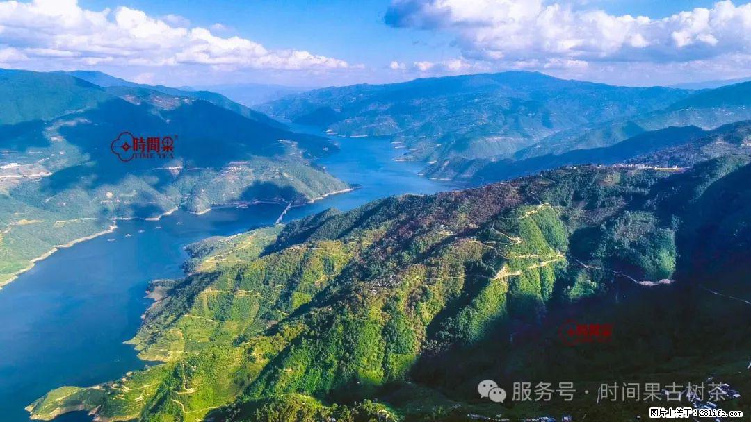 时间果百年古树龙珠普洱生茶 - 购物交流 - 崇左生活社区 - 崇左28生活网 chongzuo.28life.net