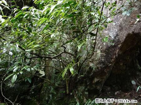 平乐石崖茶，珍贵仅次于金花茶 - 崇左生活资讯 - 崇左28生活网 chongzuo.28life.net