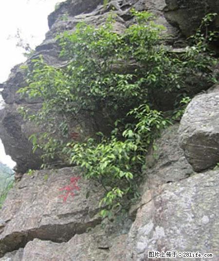 平乐石崖茶，珍贵仅次于金花茶 - 崇左生活资讯 - 崇左28生活网 chongzuo.28life.net