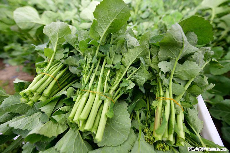 这些蔬菜是“天然钙片”，这6种被医生重点推荐 - 崇左生活资讯 - 崇左28生活网 chongzuo.28life.net